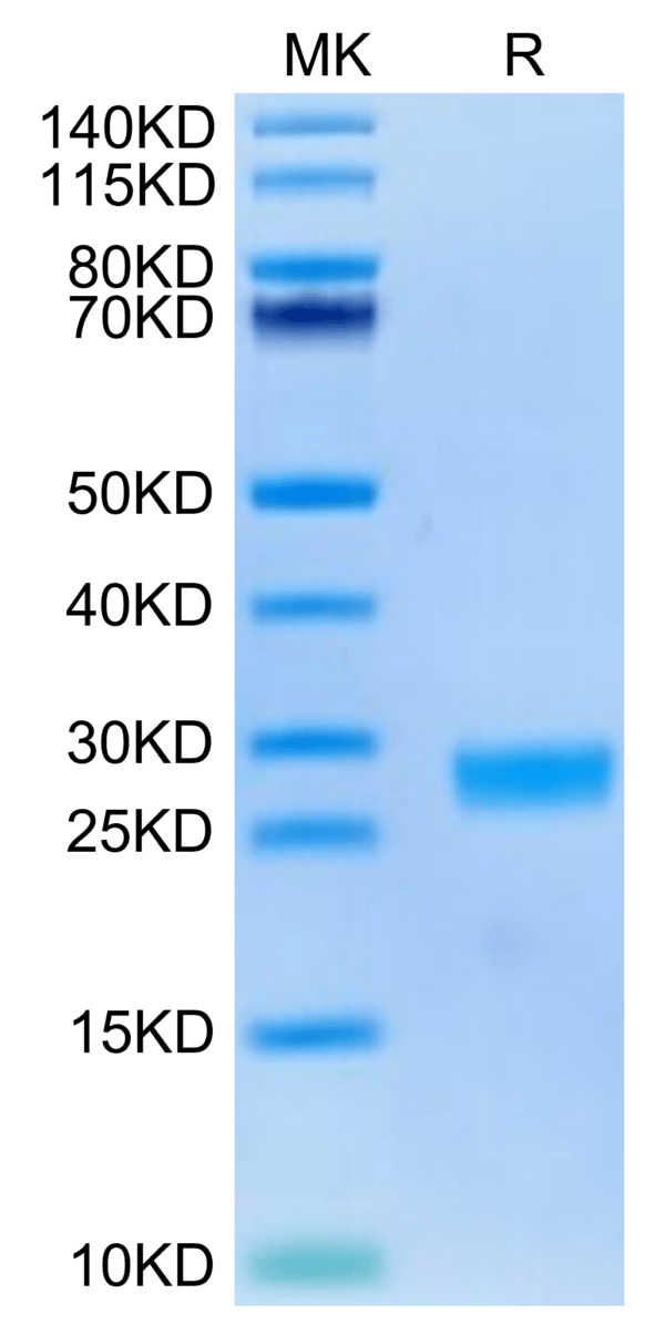 SDS-PAGE gel of Cynomolgus IL-6 Protein 2831