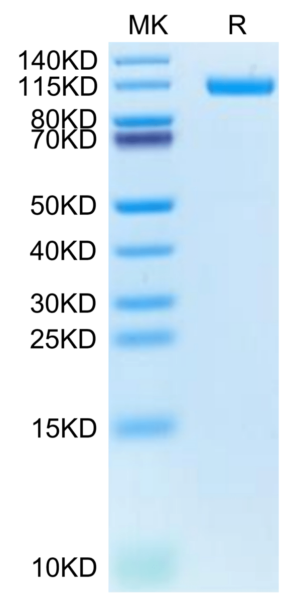 SDS-PAGE gel of Biotinylated Human CDH17/Cadherin 17 Protein 2835