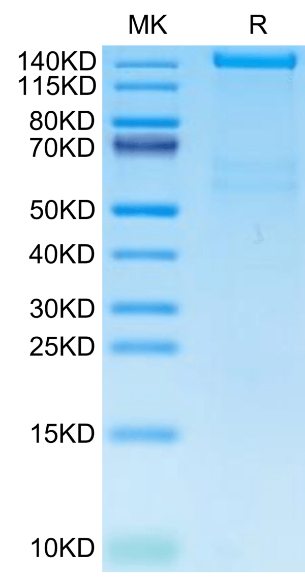 SDS-PAGE gel of Human PLXNA1 Protein 2836