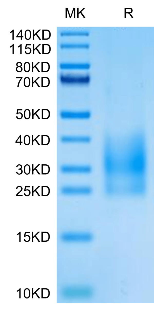 SDS-PAGE gel of Cynomolgus CD83 Protein 2840