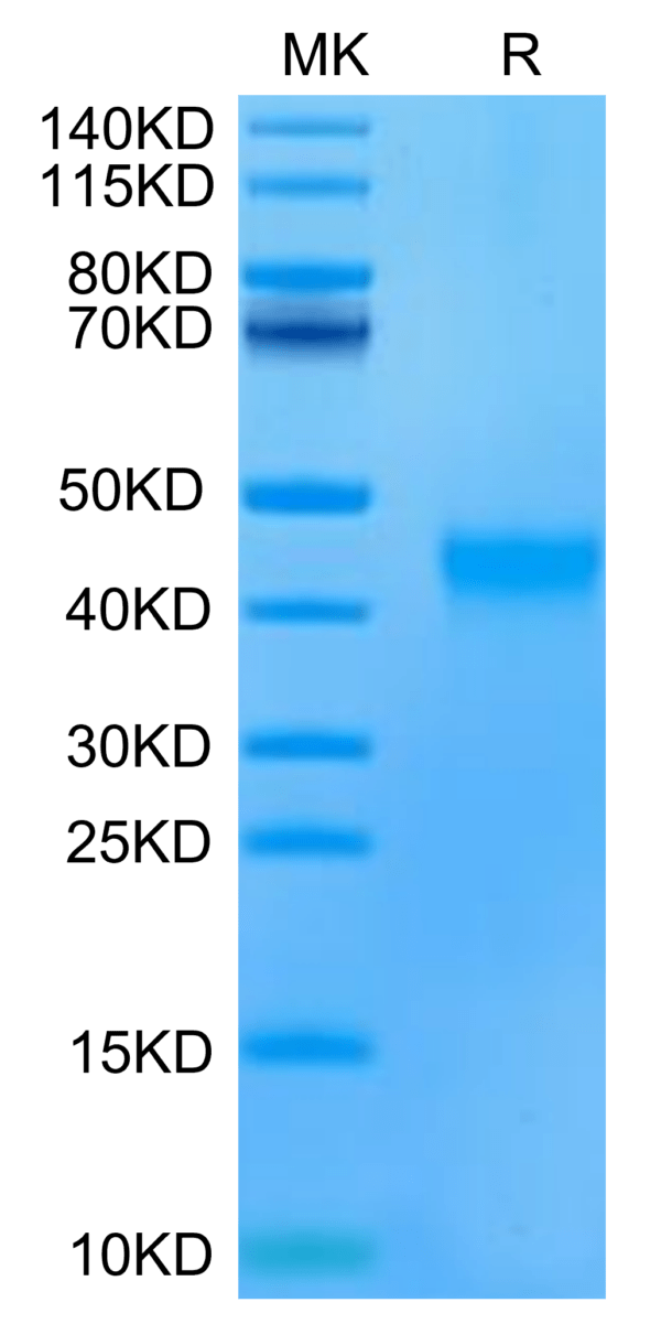 SDS-PAGE gel of Human/Cynomolgus EFNA3/Ephrin A3 Protein 2846