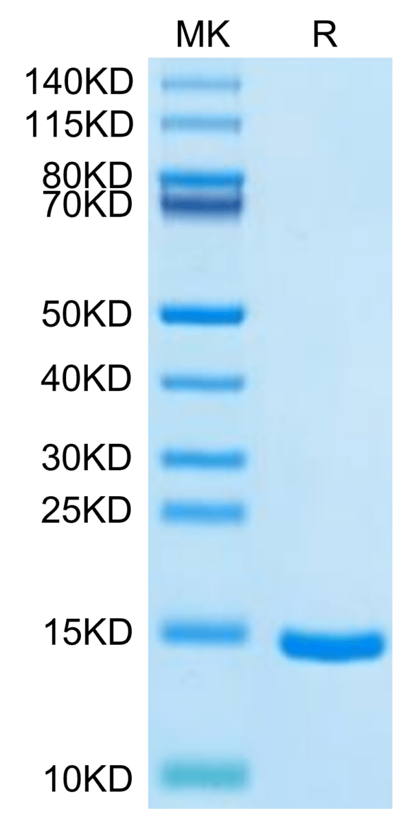 SDS-PAGE gel of Cynomolgus DDT Protein 2857