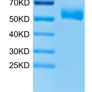 SDS-PAGE gel of Human PLVAP Protein 2859