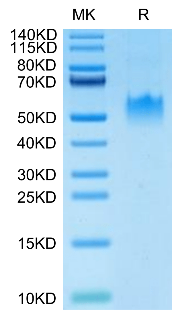 SDS-PAGE gel of Human PVRIG Protein 2860