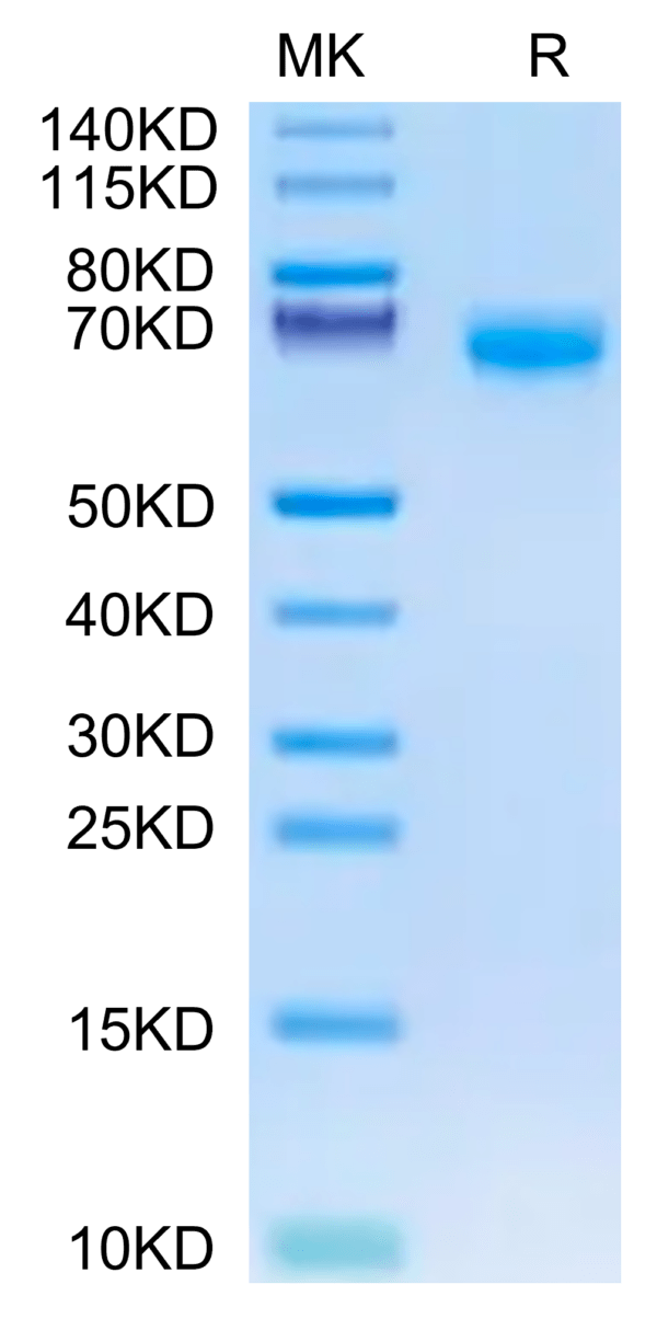 SDS-PAGE gel of Biotinylated Mouse PD-1/PDCD1 Protein (Primary Amine La 2861