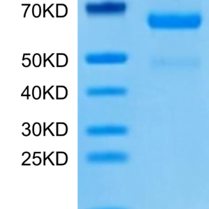 SDS-PAGE gel of Human LRP10 Protein 2865