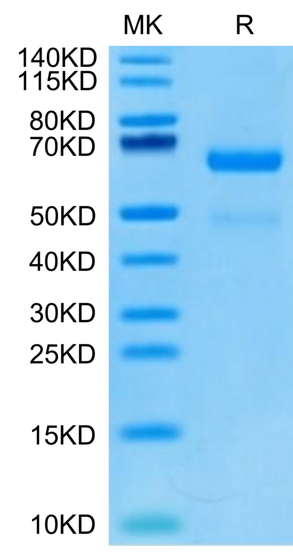 SDS-PAGE gel of Human LRP10 Protein 2865