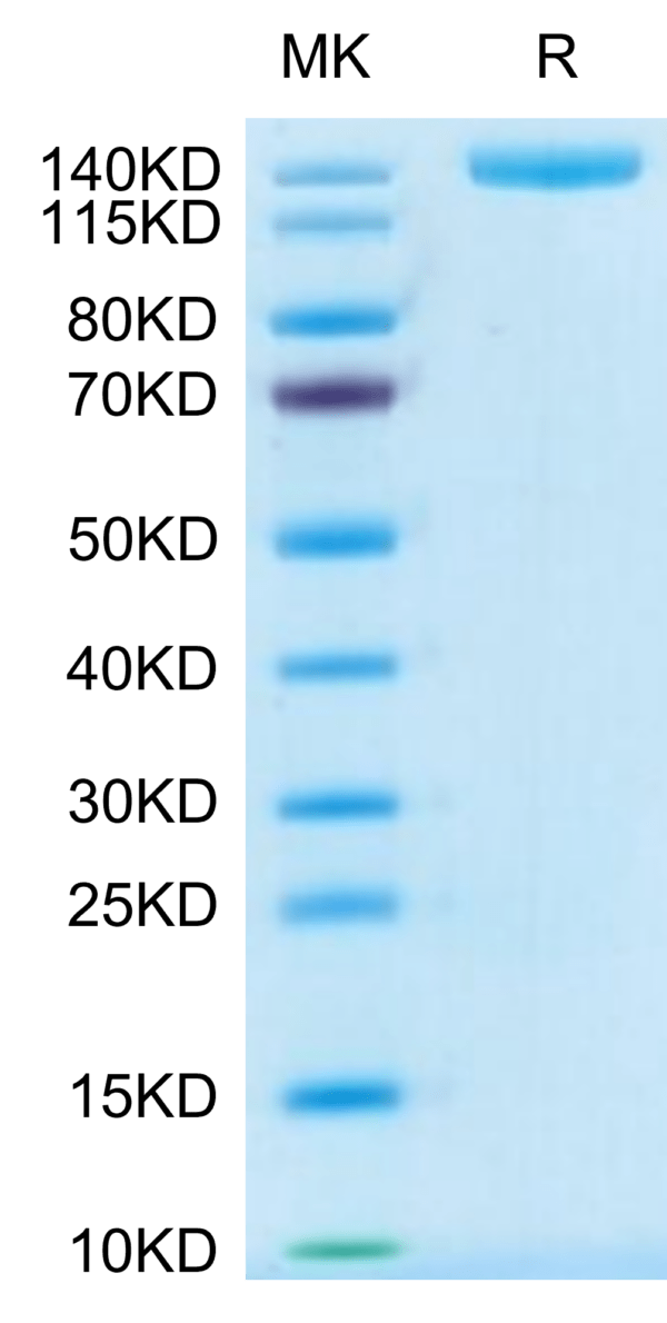 SDS-PAGE gel of Mouse PLXNA1 Protein 2866