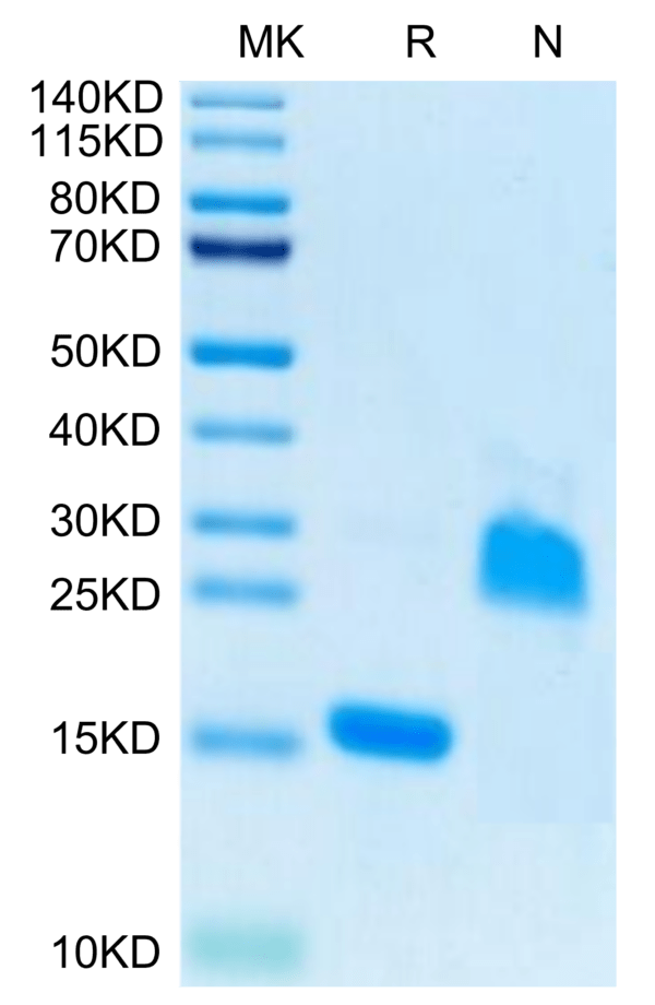 SDS-PAGE gel of Rat GDF15 Protein 2869