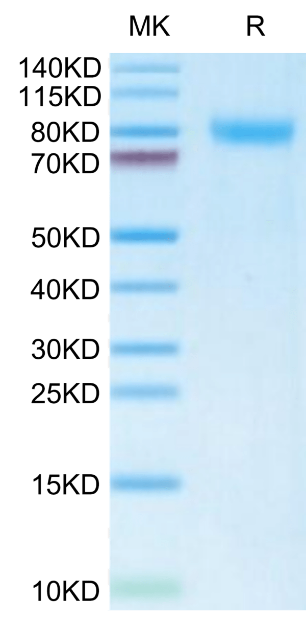 SDS-PAGE gel of Mouse TEM7R/PLXDC2 Protein 2872