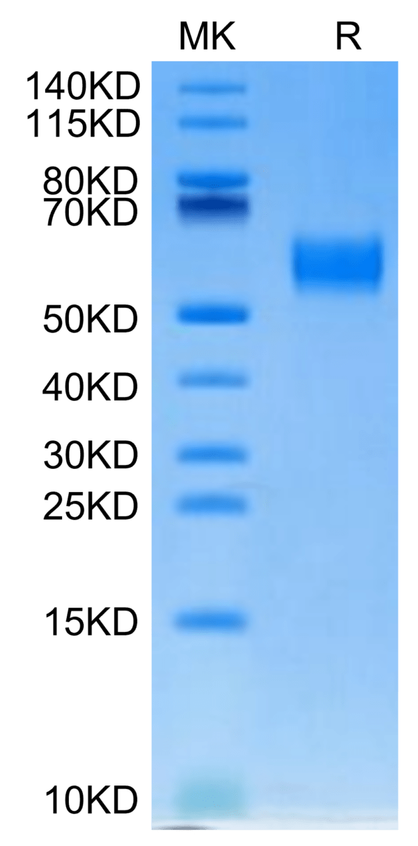 SDS-PAGE gel of Biotinylated Human SIRP Beta/CD172b Protein 2876