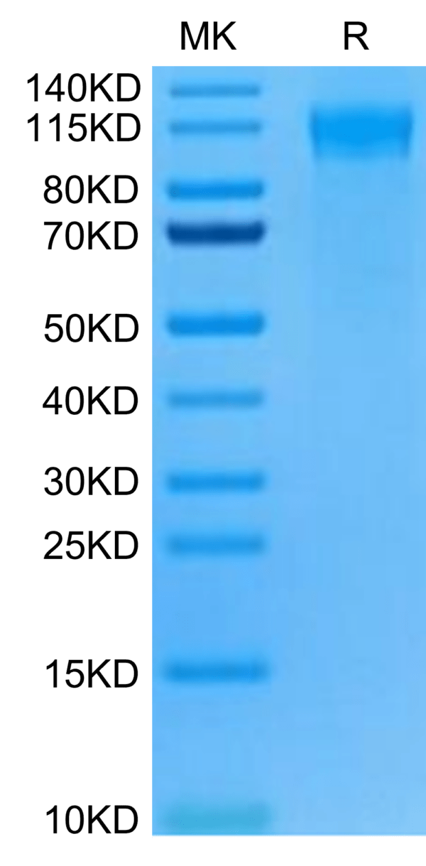 SDS-PAGE gel of Mouse FLT3/Flk-2 Protein 2880