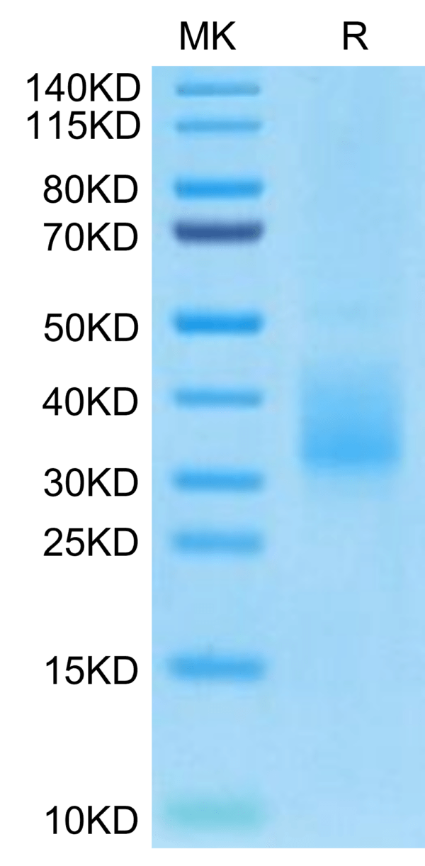 SDS-PAGE gel of Biotinylated Human LILRB4/CD85k/ILT3 SR&Domain 2 Protei 2885