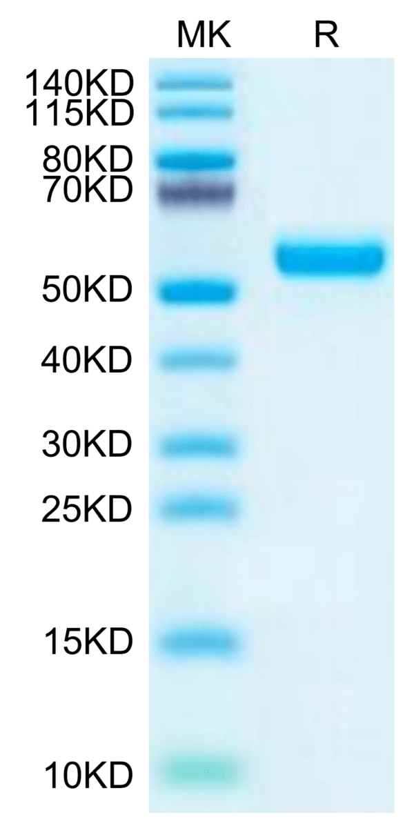 SDS-PAGE gel of Mouse LRP10 Protein 2888