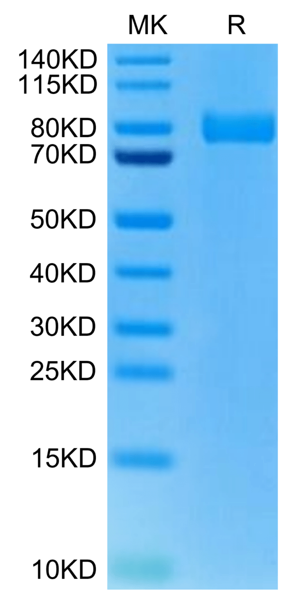 SDS-PAGE gel of Rat XPNPEP2 Protein 2891