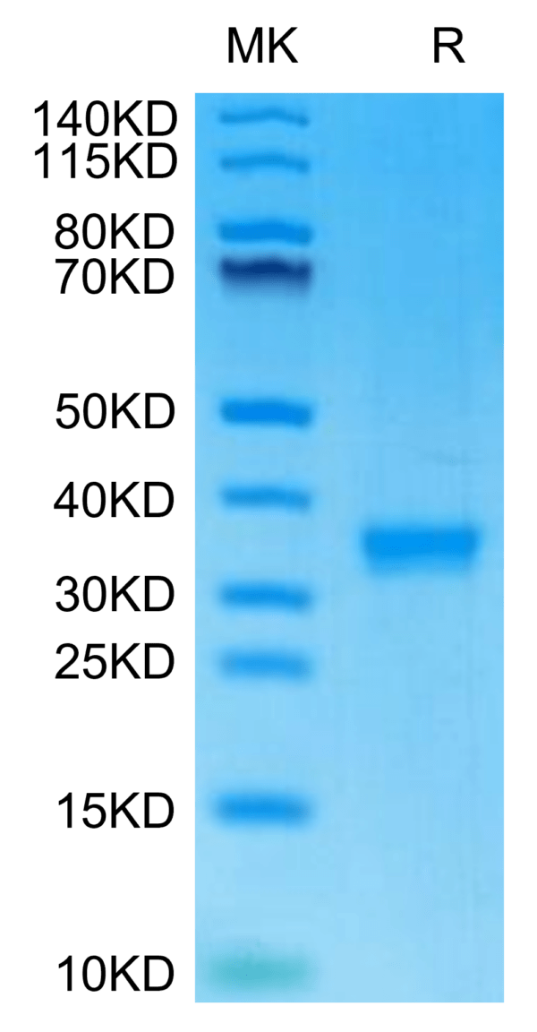 SDS-PAGE gel of Mouse IgG2C Protein 2899