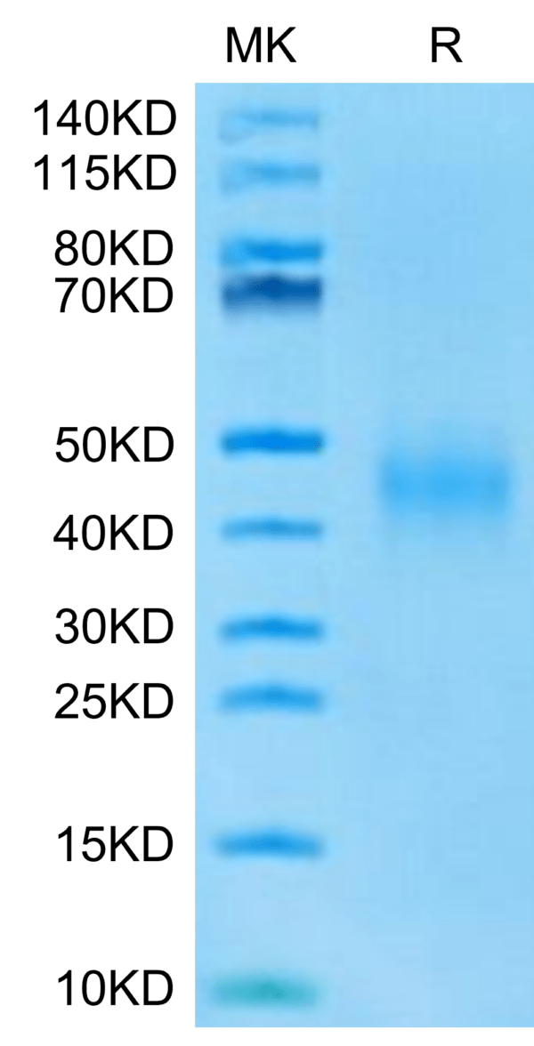 SDS-PAGE gel of Mouse IL-9?Protein 2901