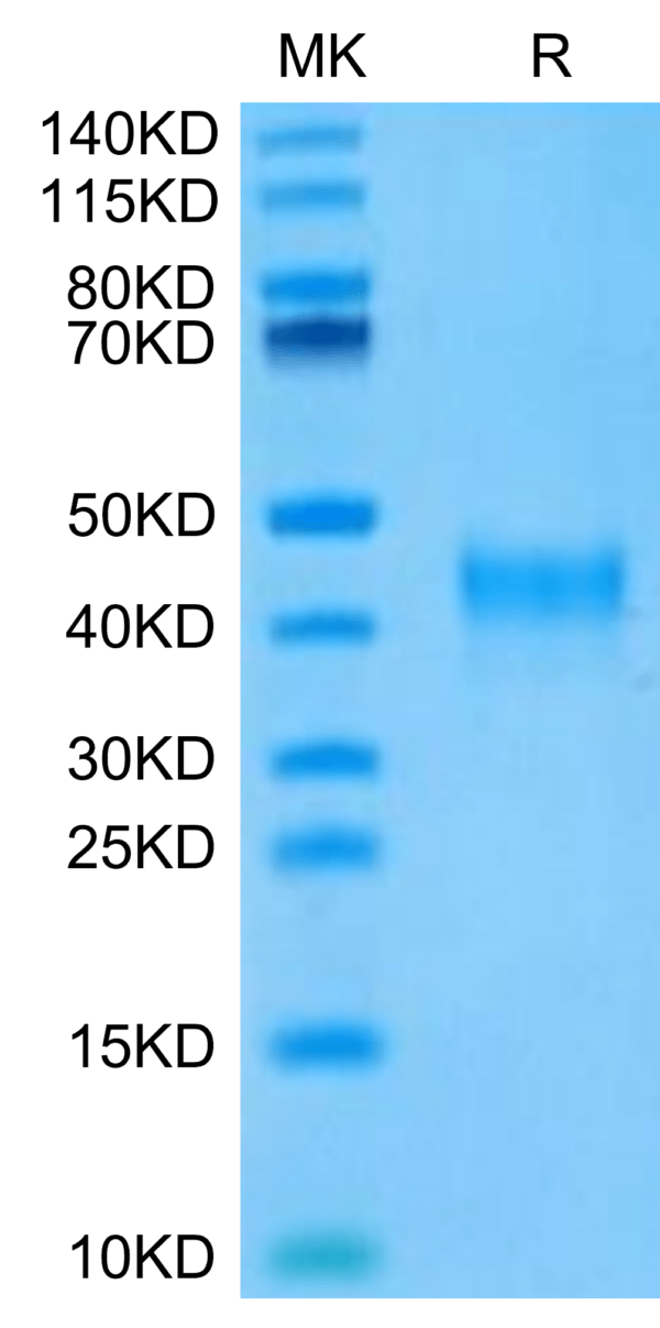 SDS-PAGE gel of Mouse Siglec-3/CD33 Protein 2902