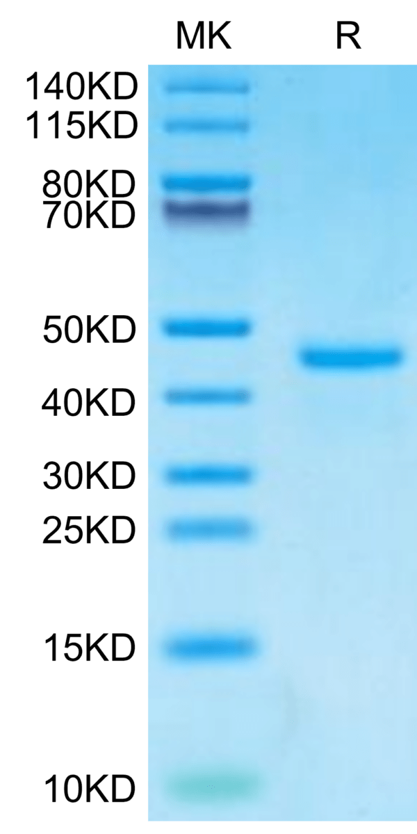 SDS-PAGE gel of Human PTH Protein 2906
