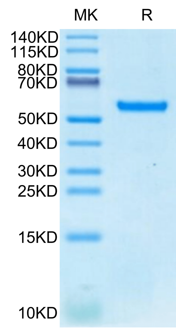 SDS-PAGE gel of Biotinylated Human HLA-A*24:02&B2M&MAGE-A3 (IMPKAGLLI)  2912