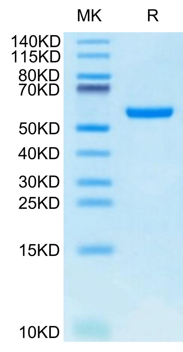 SDS-PAGE gel of Biotinylated Human HLA-A*24:02&B2M&GP100 Intron 4 (VYFF 2914