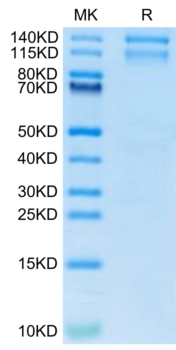 SDS-PAGE gel of Mouse Integrin alpha 10 beta 1 (ITGA10&ITGB1) Heterodim 2916