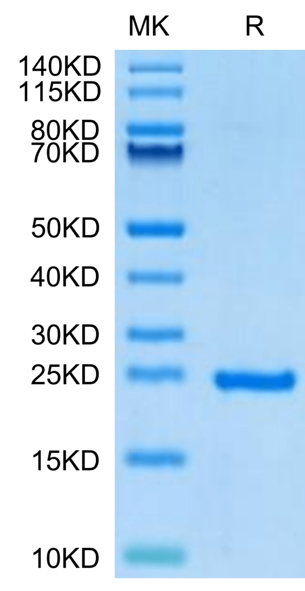SDS-PAGE gel of Human Sonic Hedgehog (Shh) Protein 2919