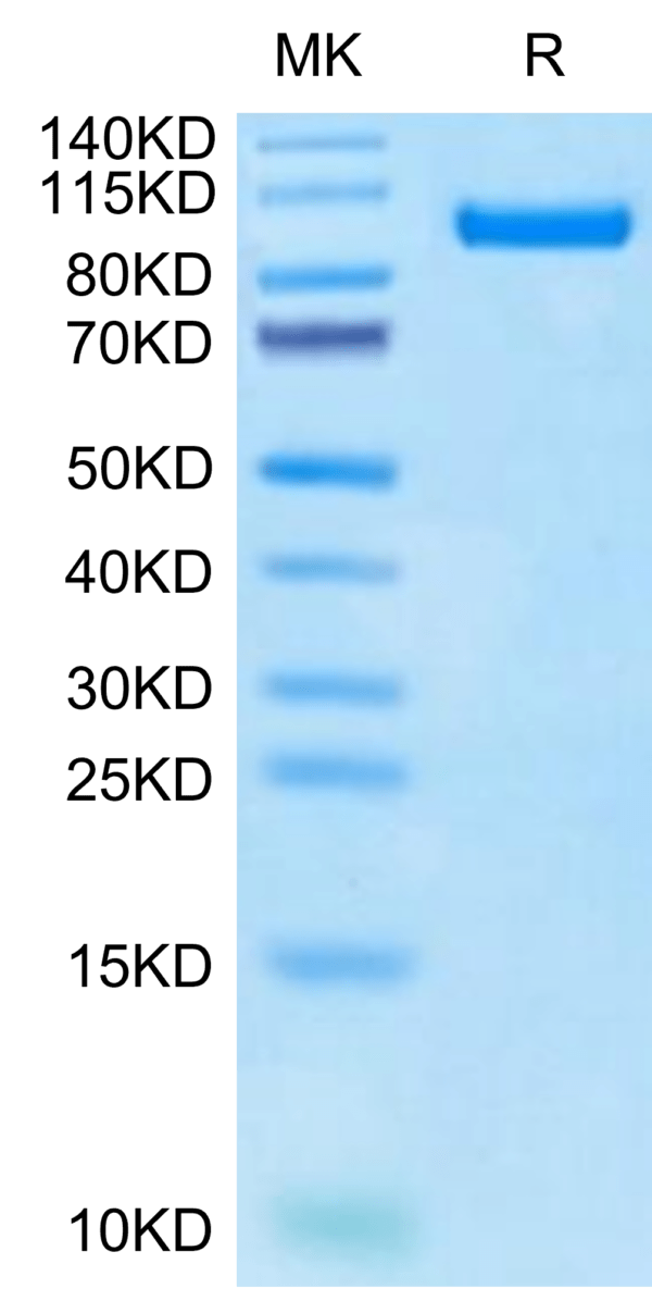 SDS-PAGE gel of Cynomolgus PTK7/CCK4 Protein 2922