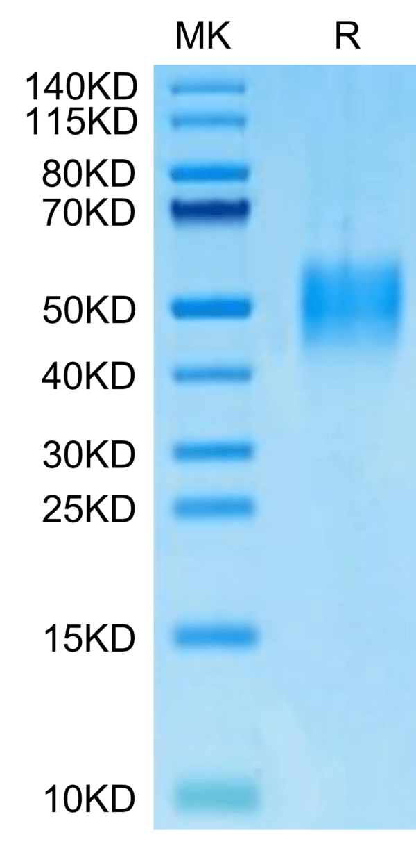 SDS-PAGE gel of Mouse PILRA Protein 2924