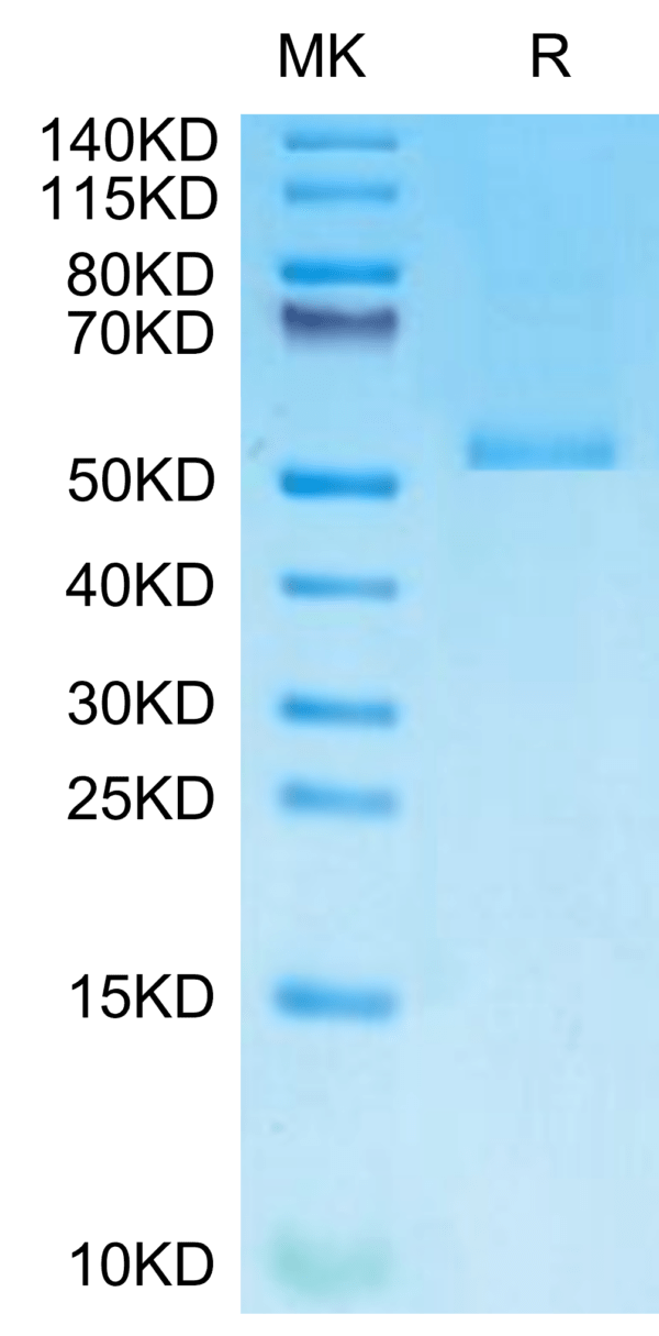 SDS-PAGE gel of Monkeypox virus E8L Protein 2931