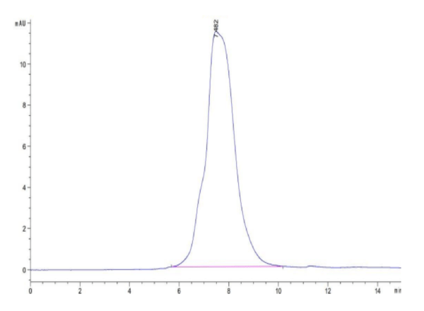 HPLC of Mouse MMP-9 Protein 2947