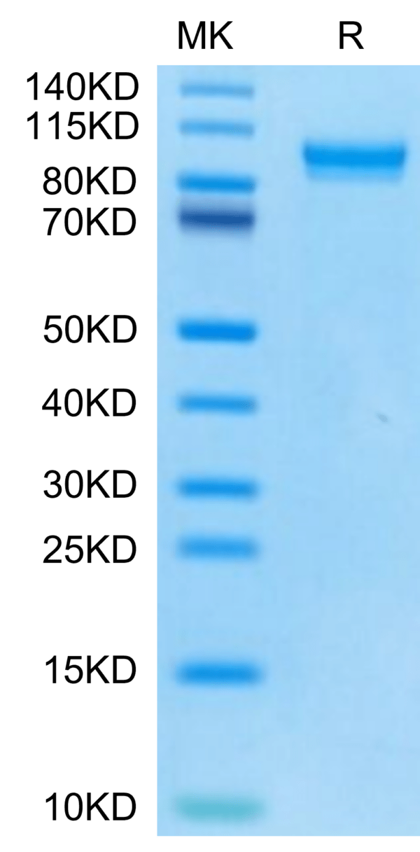 SDS-PAGE gel of Mouse MMP-9 Protein 2947