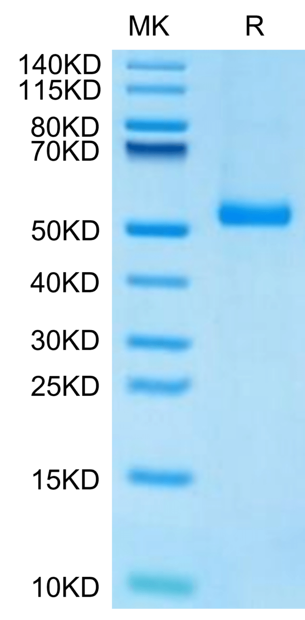 SDS-PAGE gel of Mouse Notch 4 Protein 2953