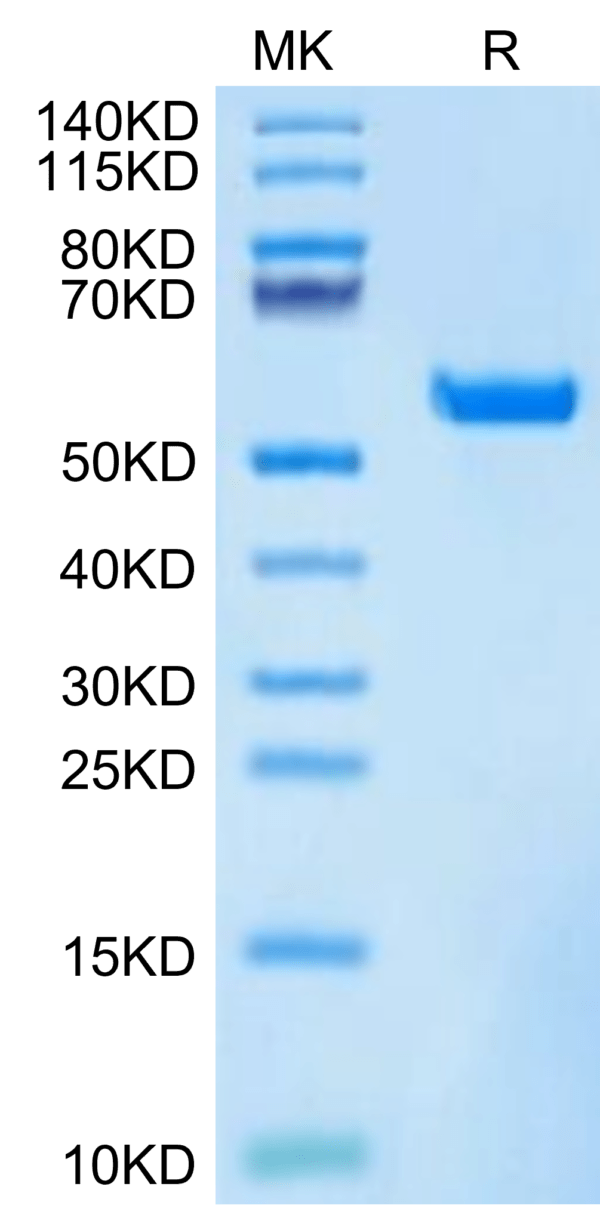 SDS-PAGE gel of Biotinylated Human HLA-A*11:01&B2M&KRAS WT (VVVGAGGVGK) 2959