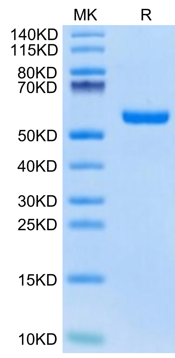 SDS-PAGE gel of Biotinylated Human HLA-A*02:01&B2M&Survivin (LMLGEFLKL) 2960