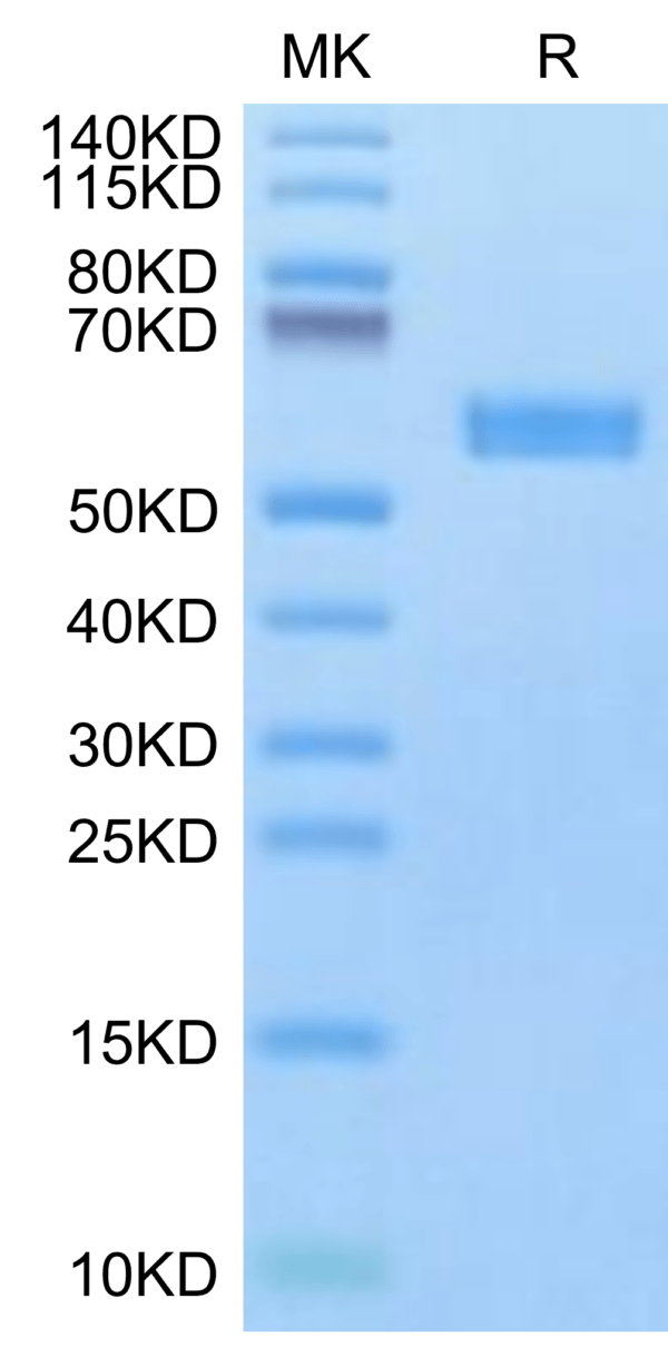 SDS-PAGE gel of Biotinylated Human HLA-A*24:02&B2M&Survivin 2B (AYACNTS 2964