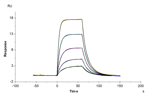 SPR with Mouse uPAR/PLAUR isoform 1 Protein 2968