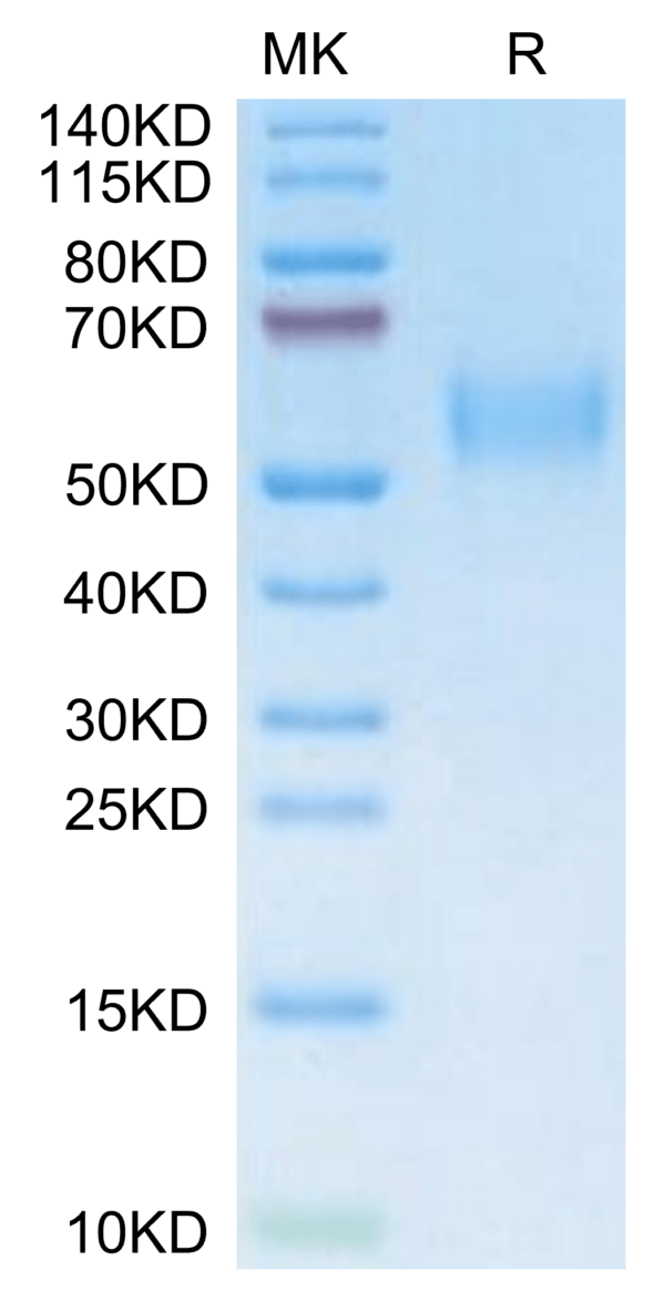 SDS-PAGE gel of Mouse uPAR/PLAUR isoform 1 Protein 2968