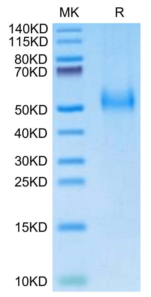 SDS-PAGE gel of Human uPAR/PLAUR Protein 2970