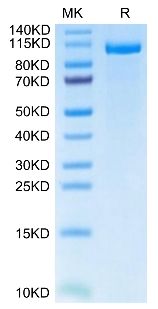 SDS-PAGE gel of Human LRP-5?Protein 2979