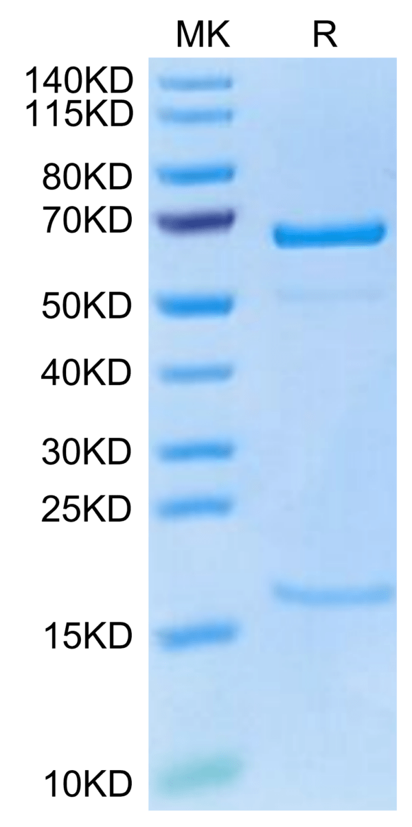 SDS-PAGE gel of Cynomolgus PCSK9 Protein 2992