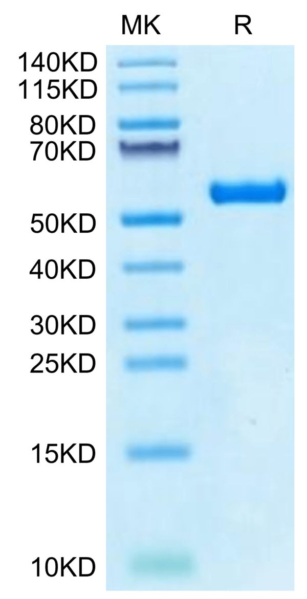 SDS-PAGE gel of Biotinylated Human HLA-A*02:03&B2M&AFP (FMNKFIYEI) Mono 3010