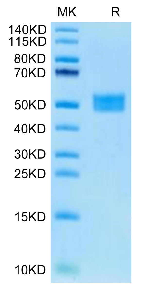 SDS-PAGE gel of Human FSTL1 Protein 3013