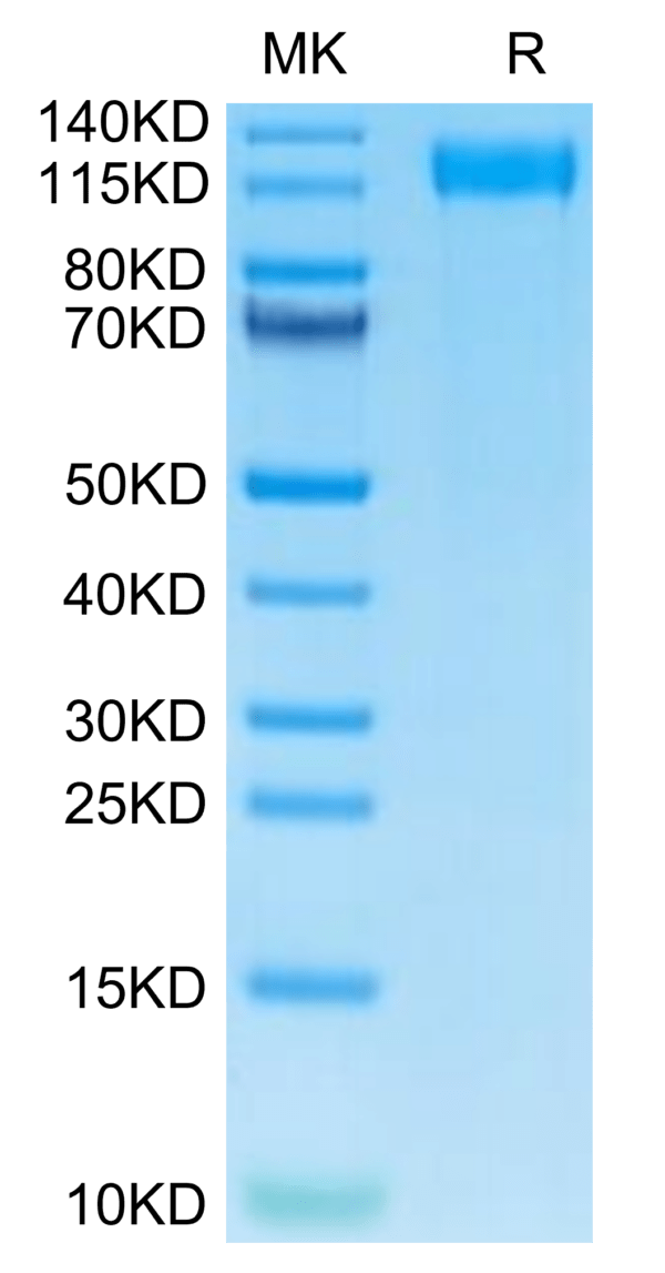 SDS-PAGE gel of Mouse VEGF R2/KDR Protein 3016