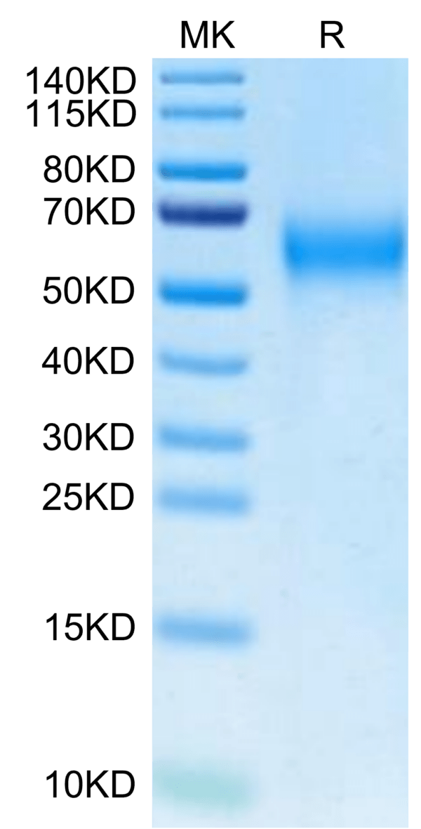 SDS-PAGE gel of Biotinylated Cynomolgus IL-2 R gamma/CD132 Protein (Pri 3020