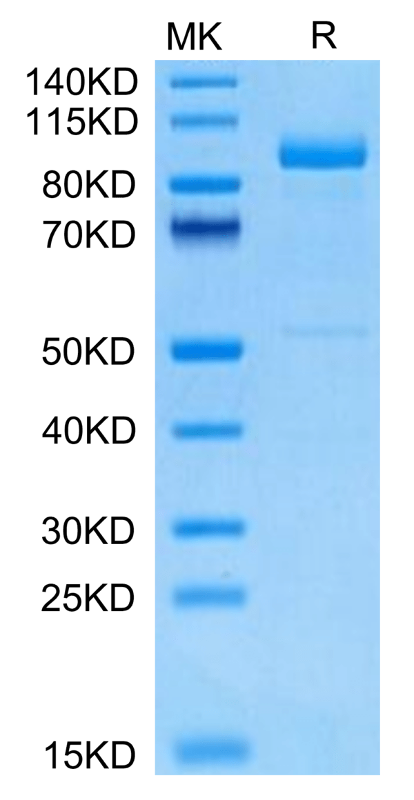 SDS-PAGE gel of Cynomolgus LRIG1 Protein 3024