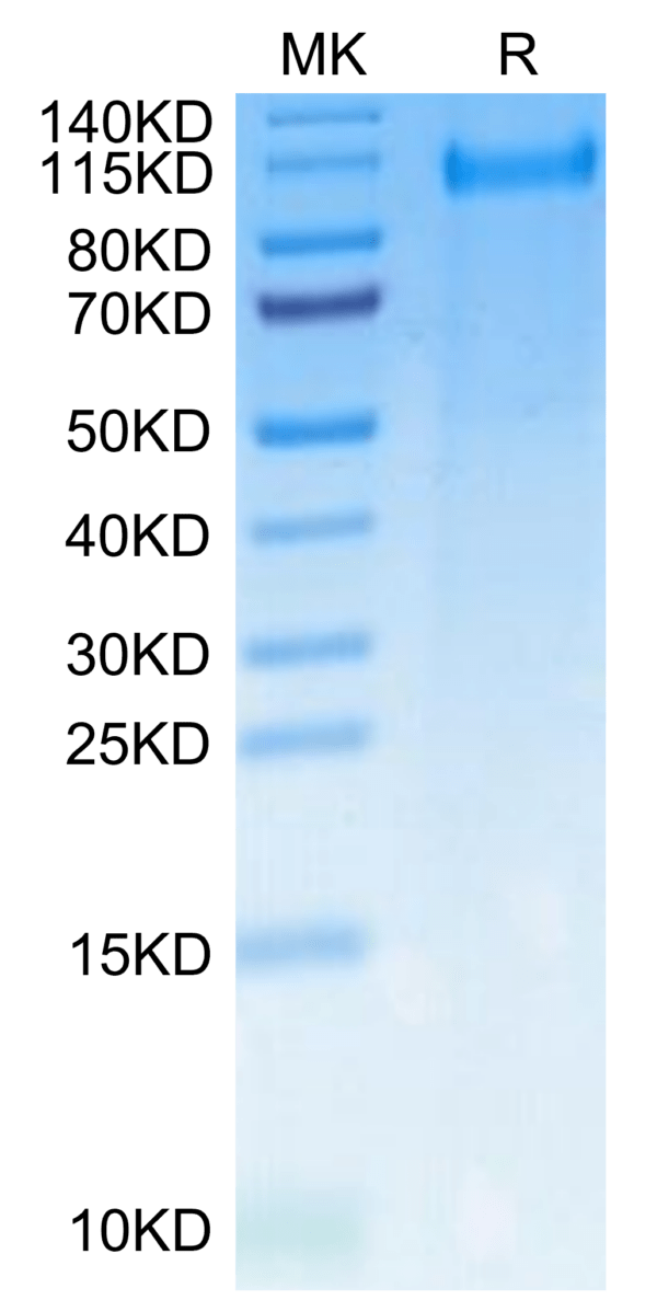 SDS-PAGE gel of Rat CDCP1 Protein 3028