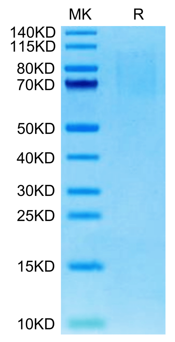 SDS-PAGE gel of Mouse PSGL-1 Protein 3029