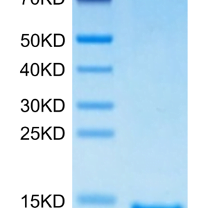 SDS-PAGE gel of Human/Mouse/Goat Cpn10/HSPE1 Protein 3035