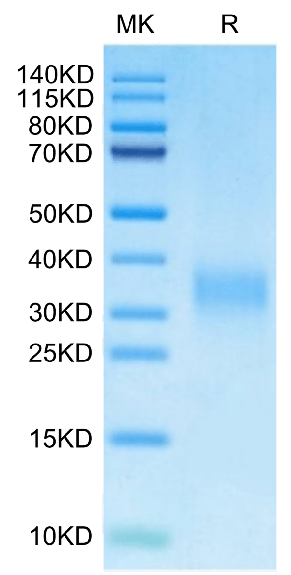 SDS-PAGE gel of Mouse PGF Protein 3042